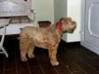 Soft coated wheaten Terrier Levke nachher