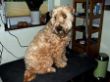 Soft Coated Wheaten Terrier Levke vorher