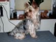 Yorkshire Terrier Teddi vorher